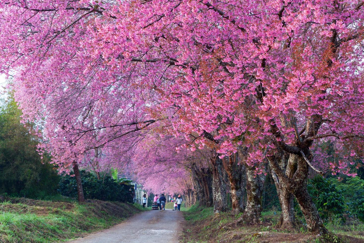 caminho da flor de cerejeira em khun wang chiangmai, tailândia. foto