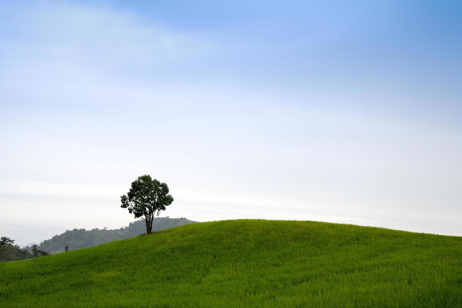 árvores na colina com céu azul foto