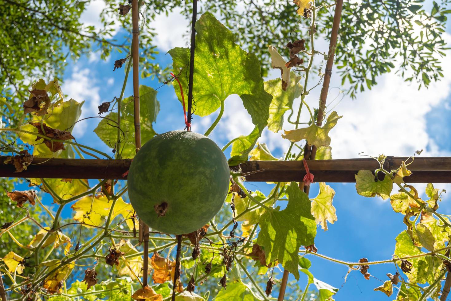 pepino longo é uma espécie de cucurbitácea plantada nos andaimes. foto