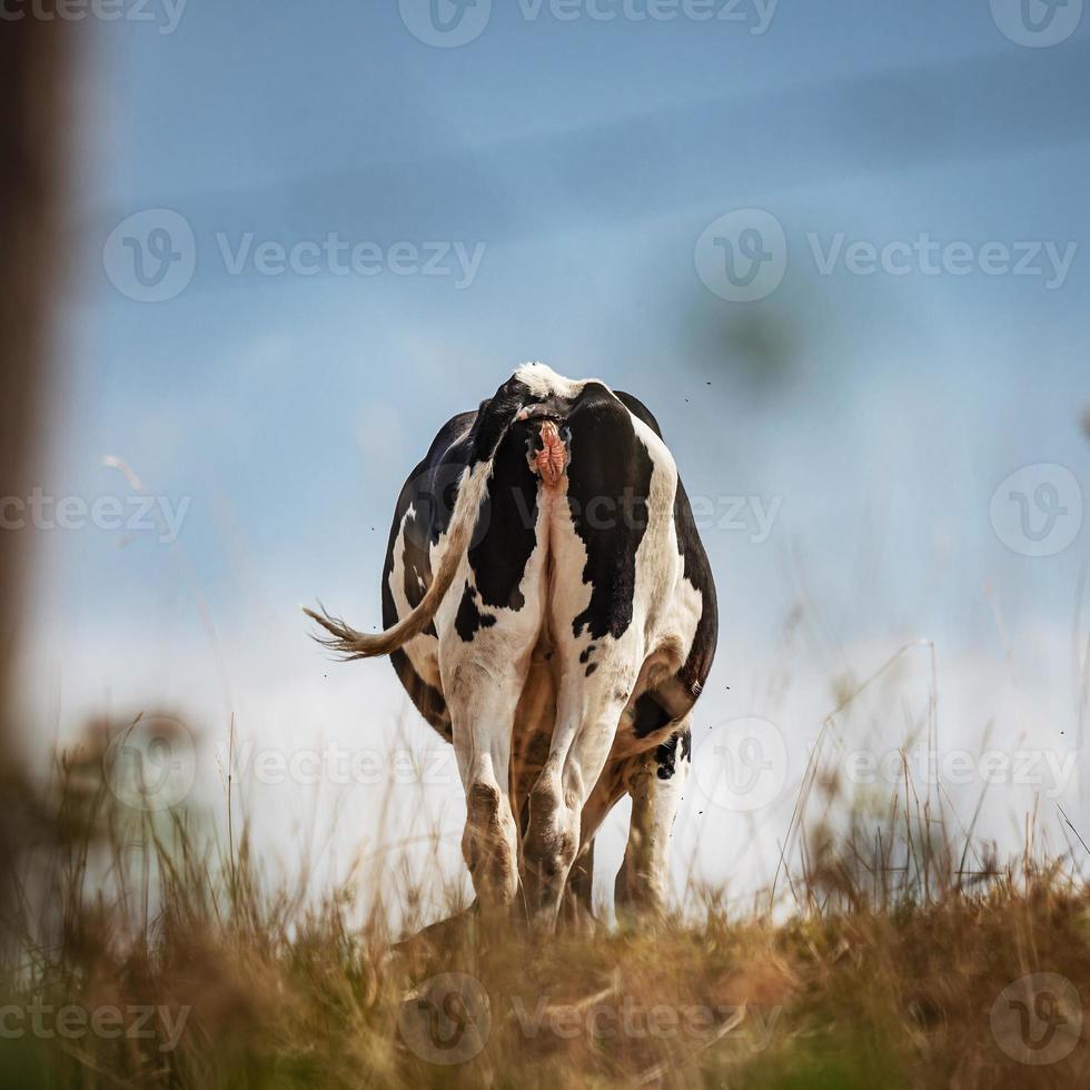 vacas pretas e brancas pastam na colina. sol brilhante. foto