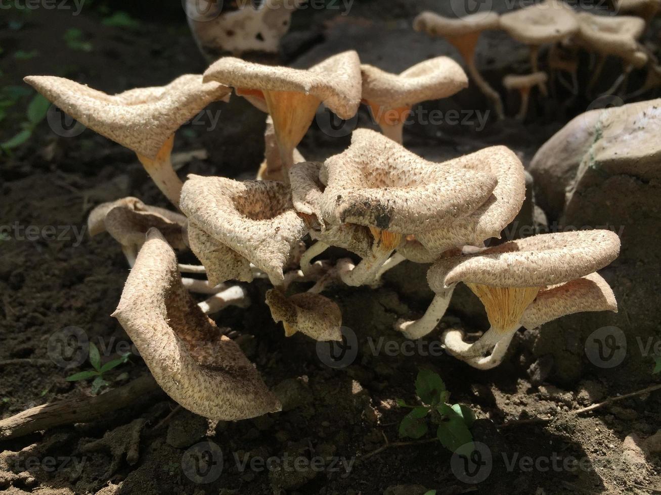 close-up de um cogumelo com uma forma única no tronco de uma longa mangueira derrubada. crescimento de fungos parasitas em árvores. foto