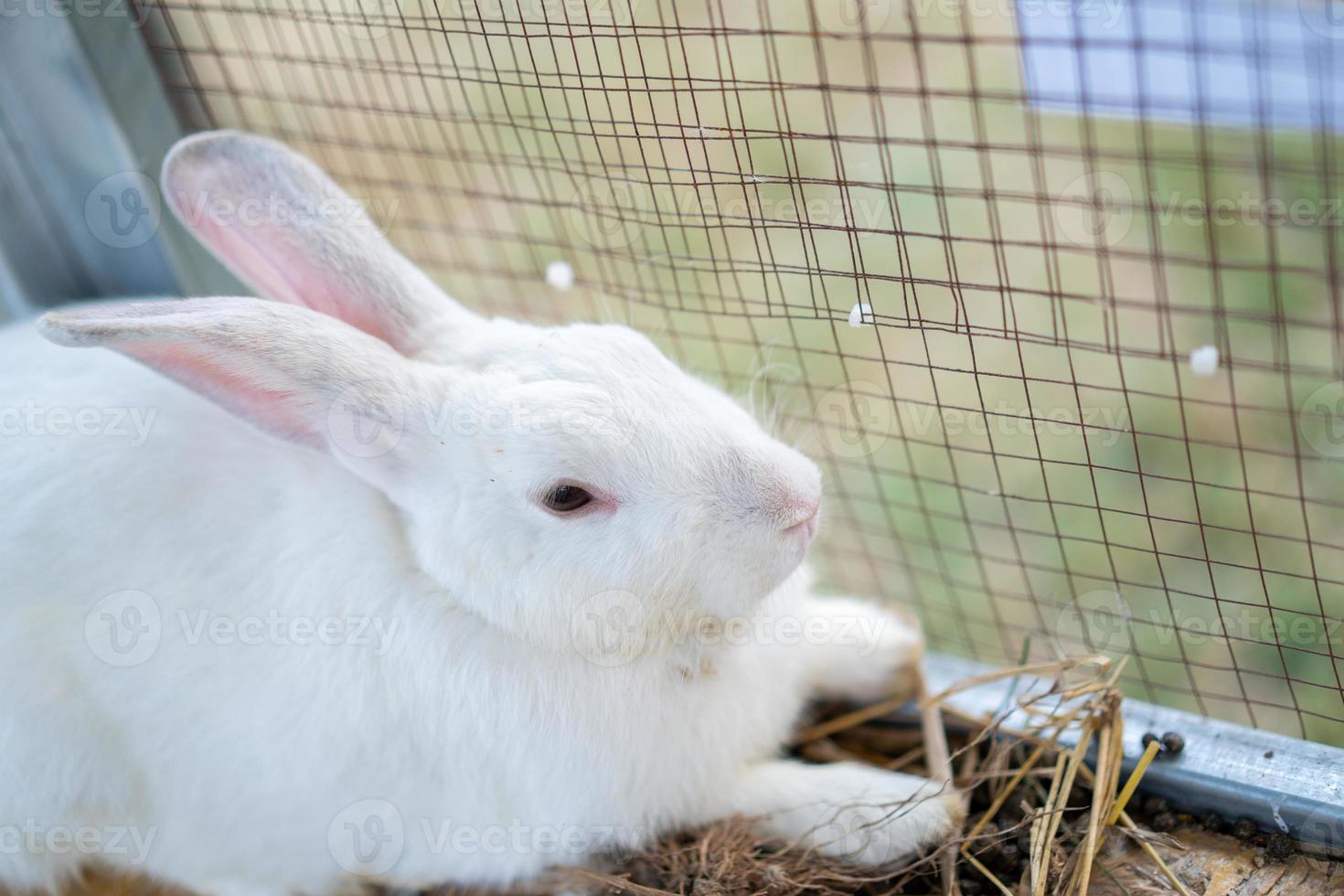 coelho branco está sentado na gaiola no campo ao ar livre. foto