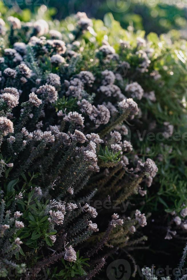 fynbos sul-africano foto