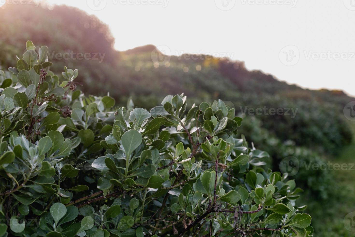 fynbos sul-africano foto