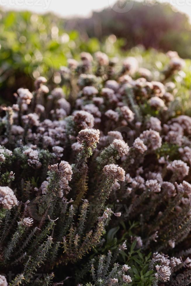 fynbos sul-africano foto