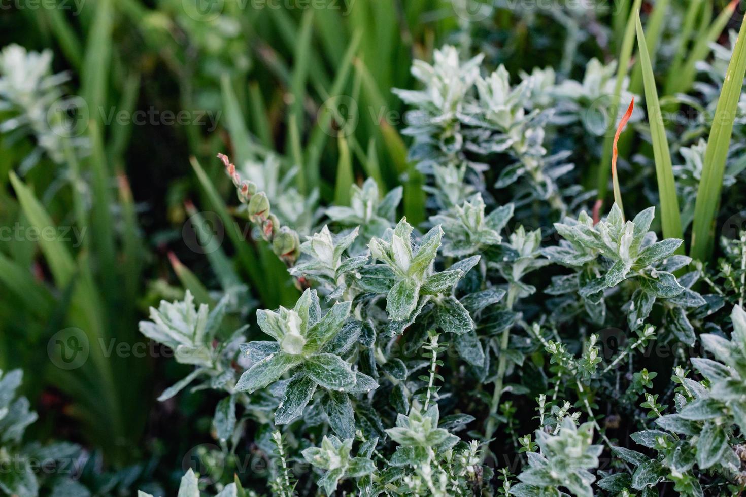 fynbos sul-africano foto