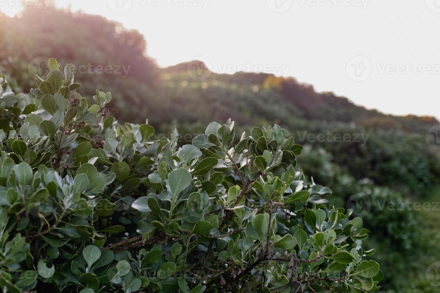 fynbos sul-africano foto