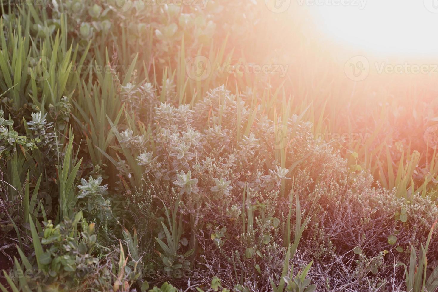 fynbos sul-africano foto