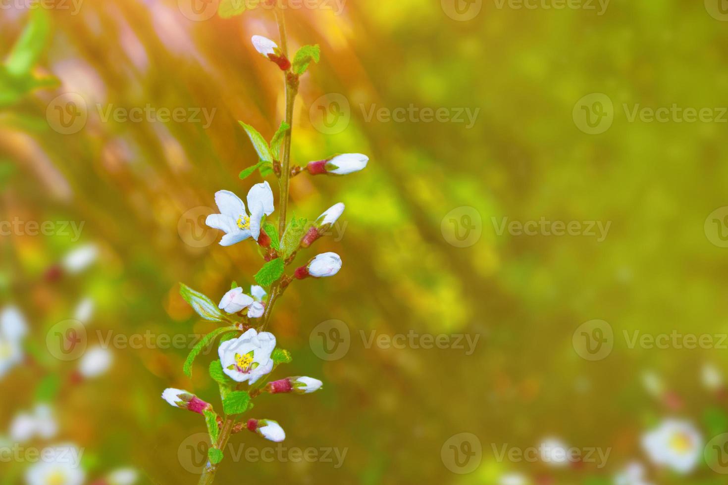 cerejeira de ramo florescendo. flores coloridas brilhantes da primavera foto