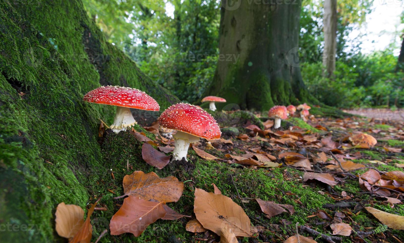 cogumelos na floresta foto