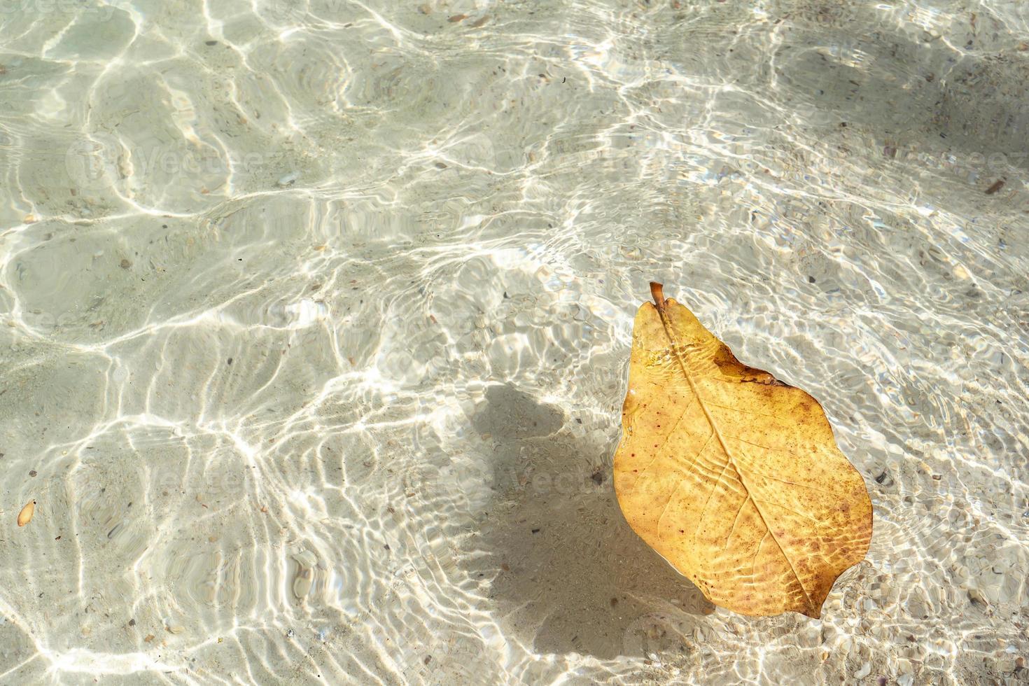 folhas amarelas flutuando no mar claro com espaço de cópia. beleza na natureza. foto