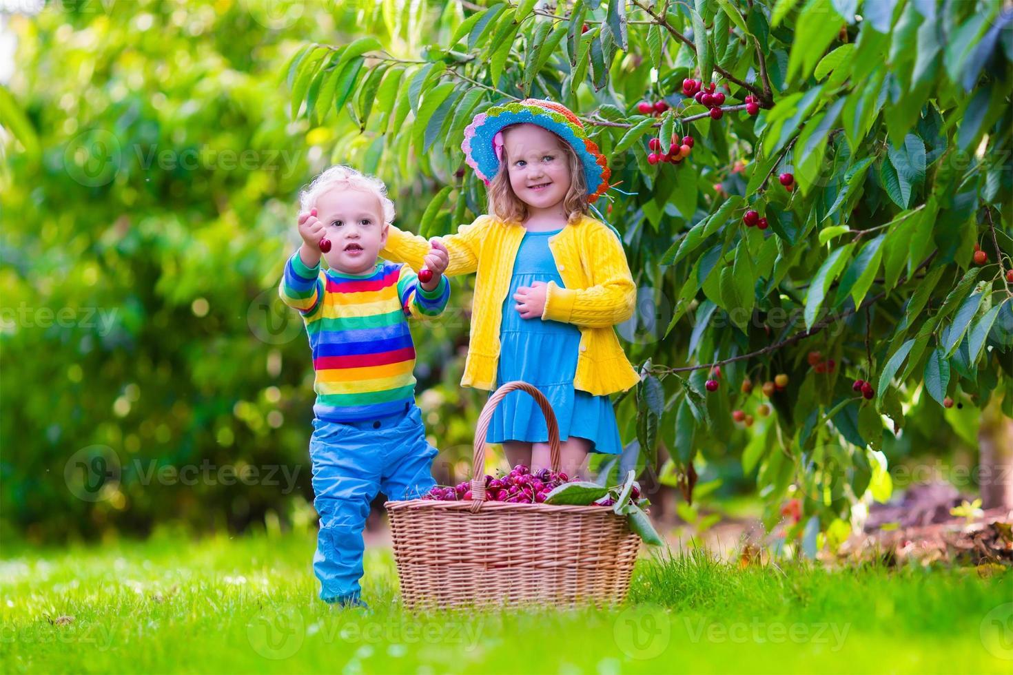 adoráveis crianças colhendo frutas cereja em uma fazenda foto