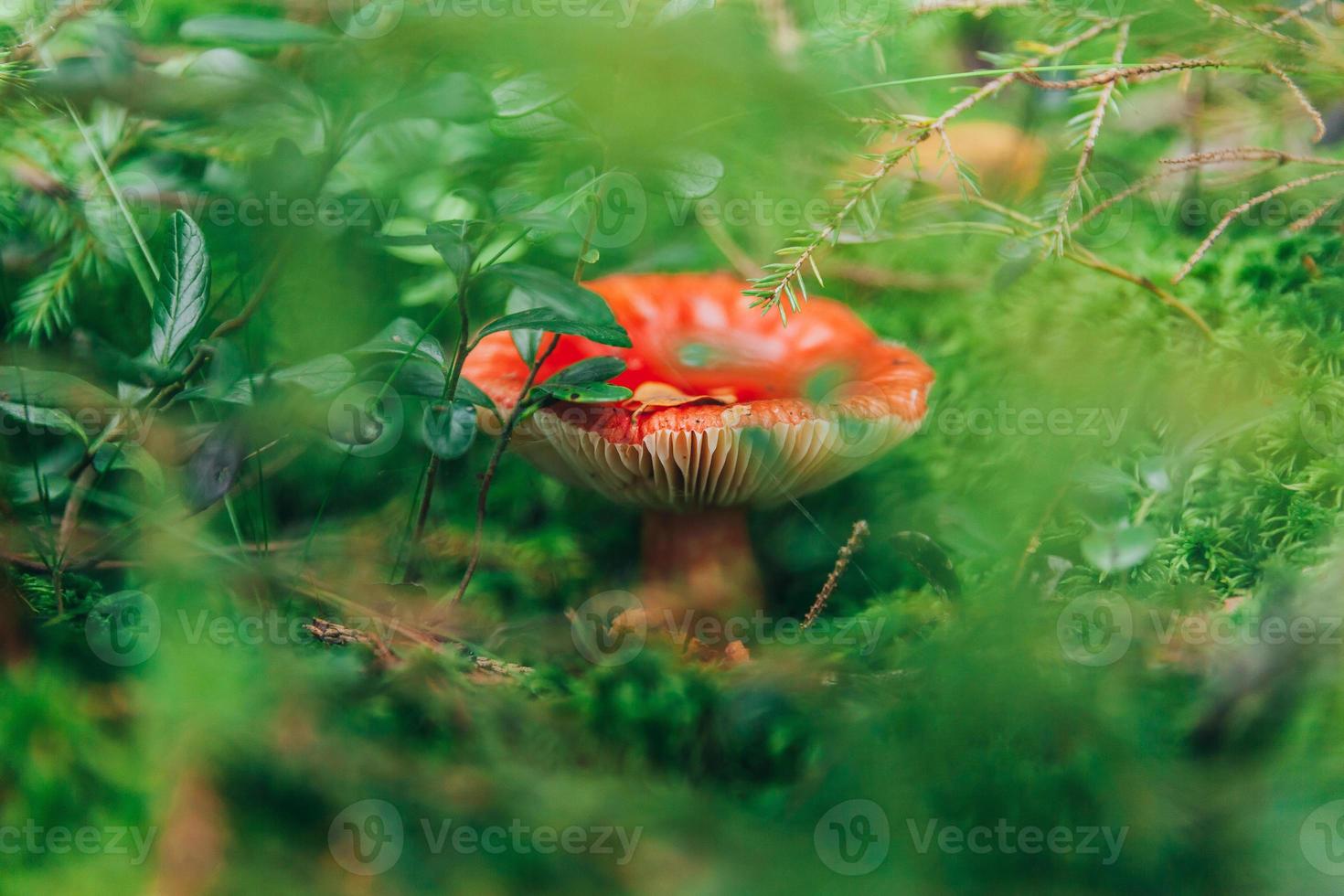 russula de cogumelo pequeno comestível com tampa ruiva vermelha em fundo de floresta de outono de musgo. fungos no ambiente natural. macro de cogumelo grande close-up. inspiradora paisagem natural de verão ou outono. foto