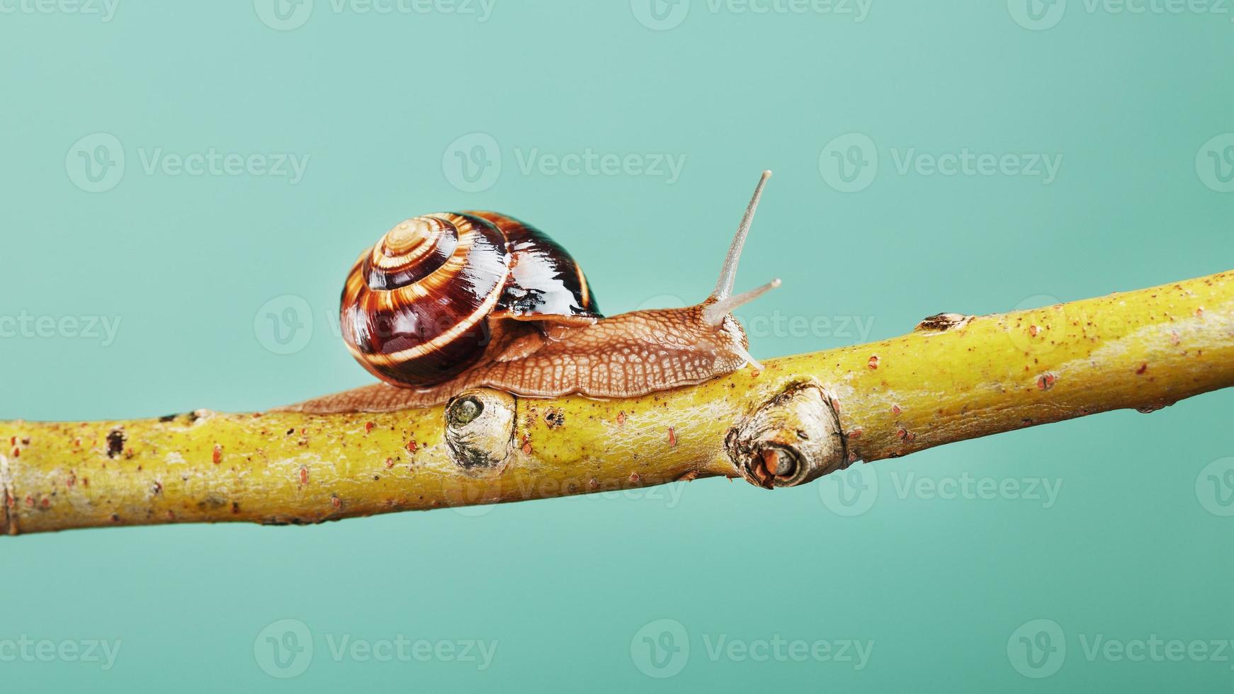 um grande caracol com chifres e uma concha marrom rasteja ao longo de um galho em um fundo verde foto