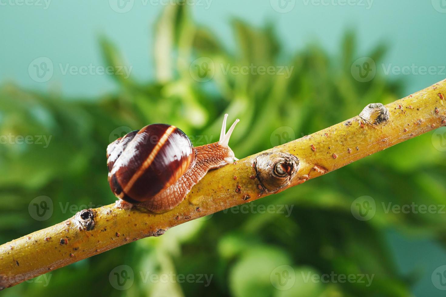 um caracol de uva rasteja ao longo de um galho no contexto de uma planta e um fundo verde foto