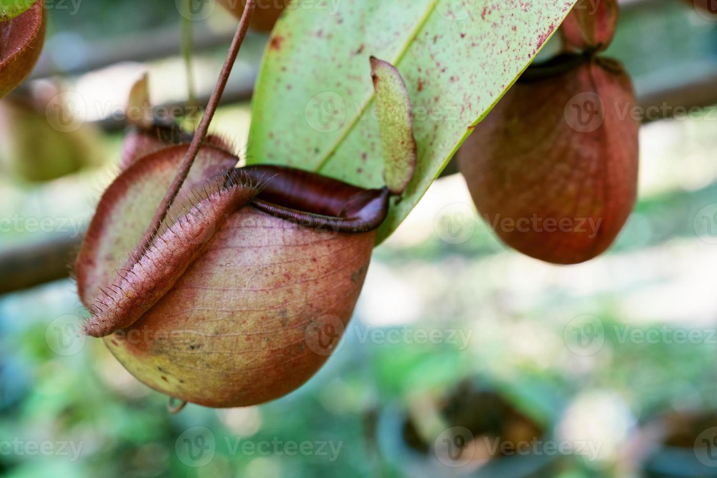 nepenthes ou plantas de jarro tropicais ou copos de macaco no fundo do bokeh da natureza foto