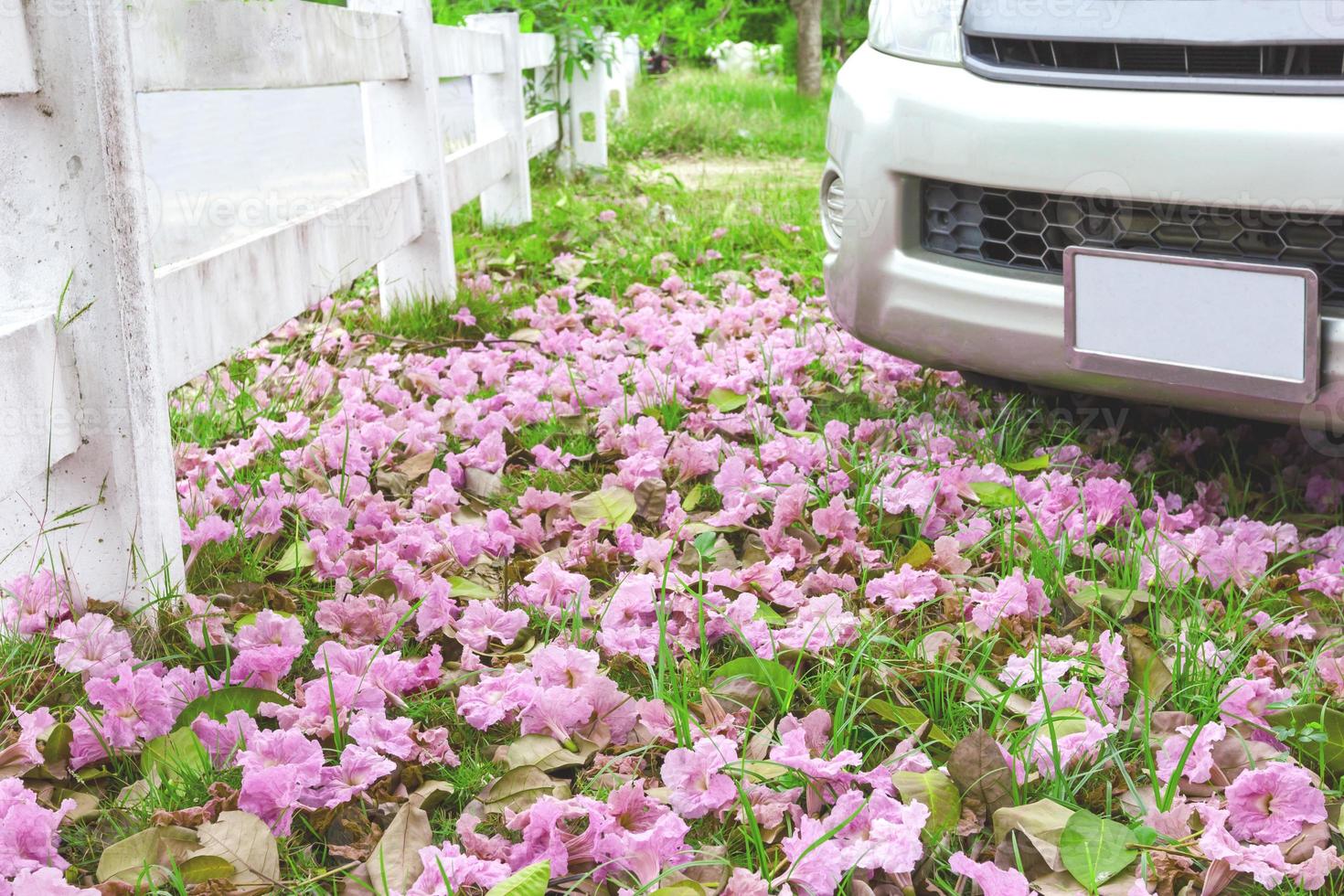 flor rosa e carro no chão foto