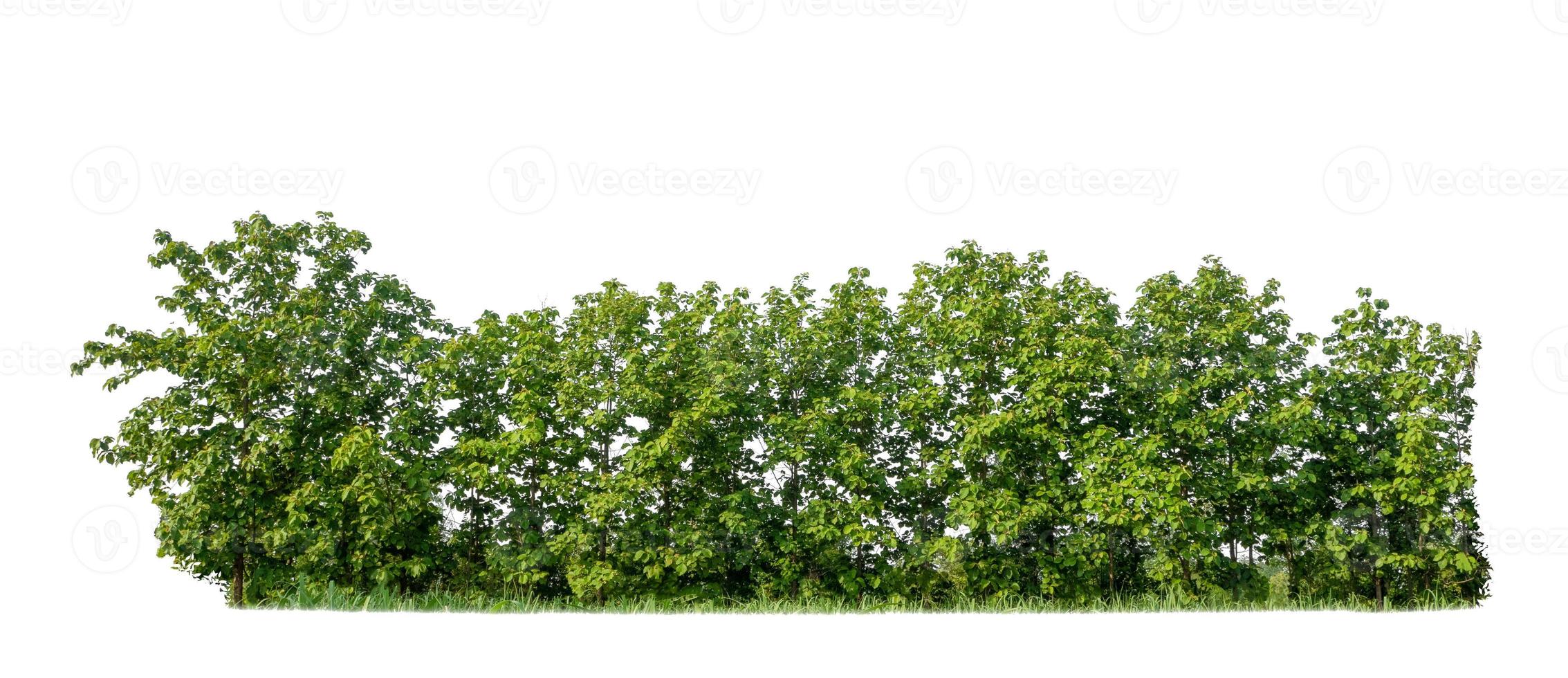 árvores verdes isoladas no fundo branco. floresta e folhas em fileiras de árvores e arbustos de verão foto