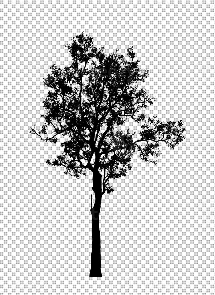 silhueta de árvore para pincel em fundo transparente foto