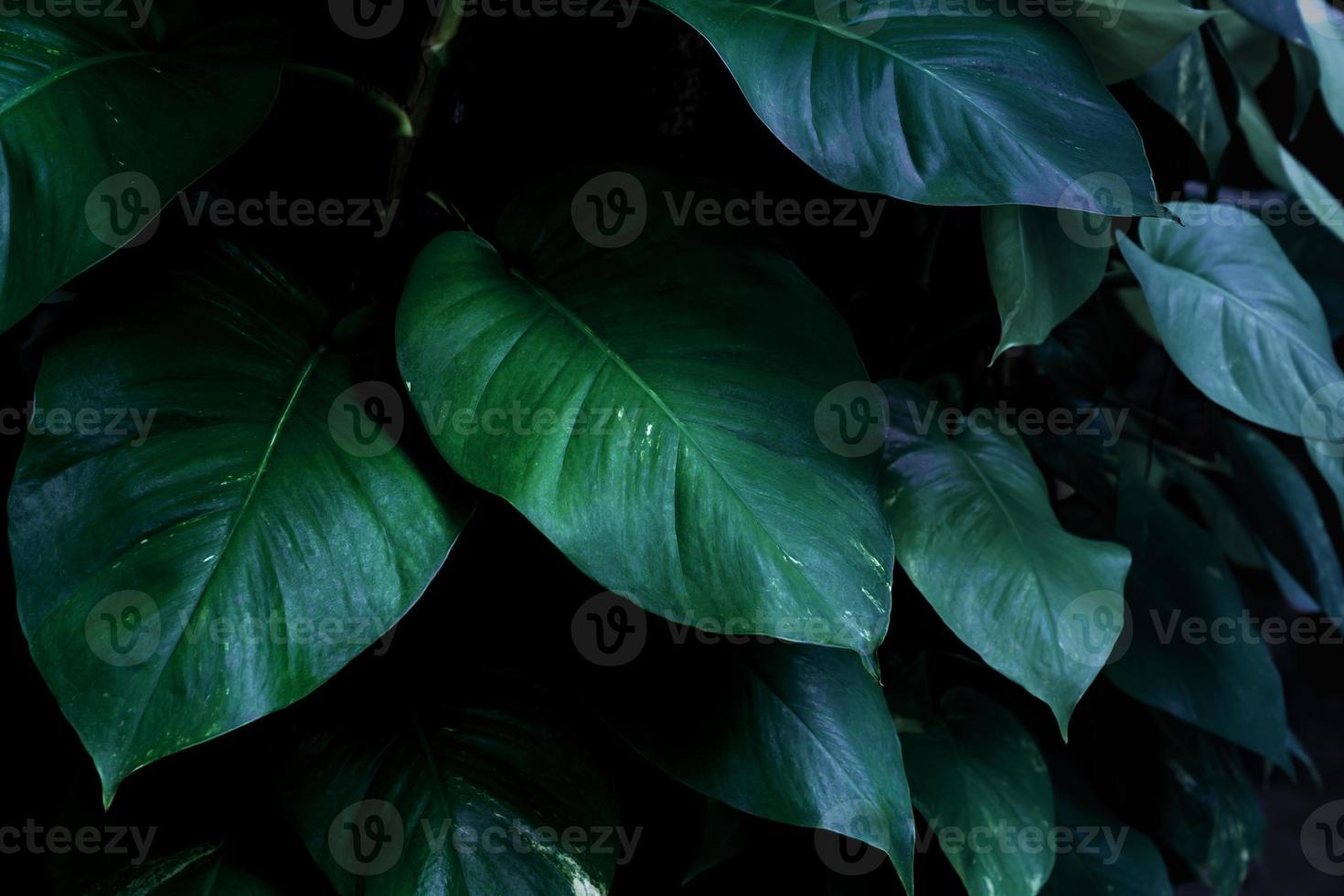 padrão de folhas verdes de folhagem epipremnum aureum no jardim, folha exótica tropical, hera do diabo, pothos dourado foto