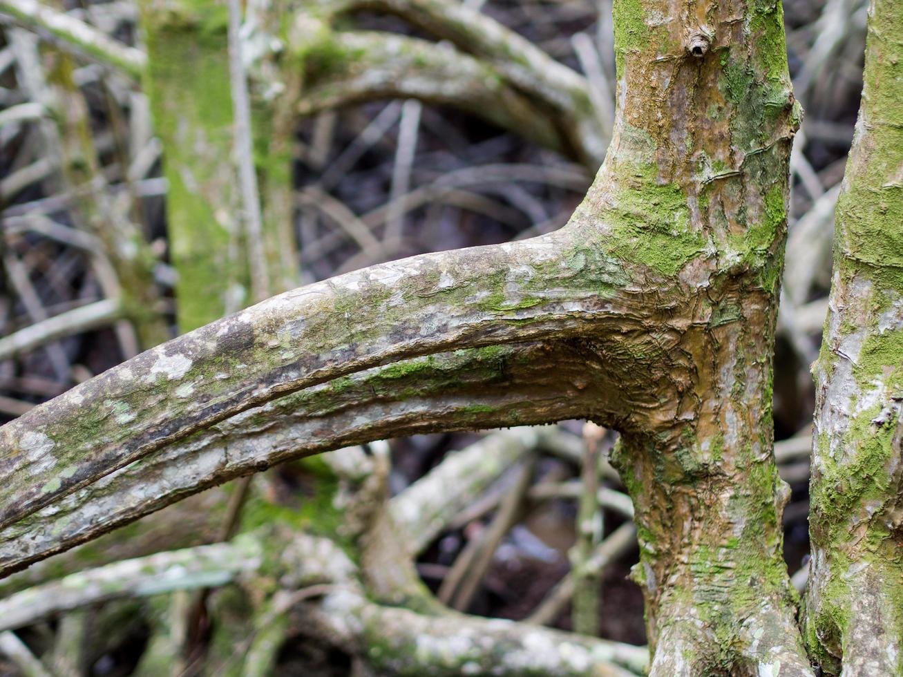close-up imagem da árvore de mangue. pode ver a bela textura de madeira na floresta de mangue, textura de fundo foto