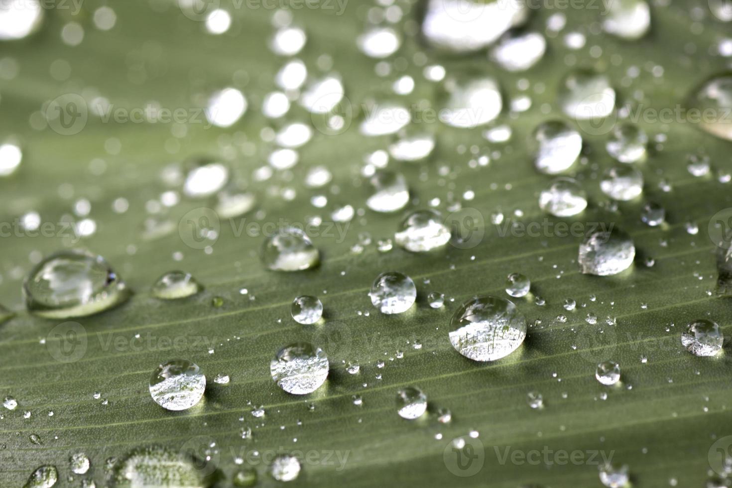 uma imagem de grama com gotas de chuva foto