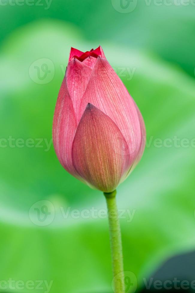 flor de lótus rosa foto