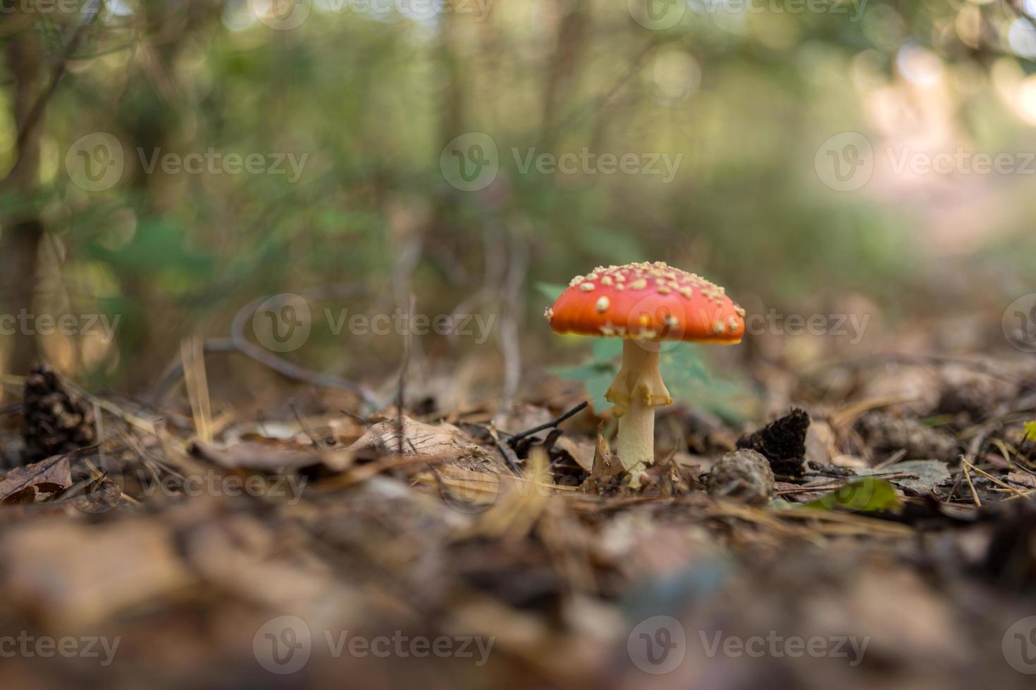 fungos agáricos na floresta, amanita muscaria foto