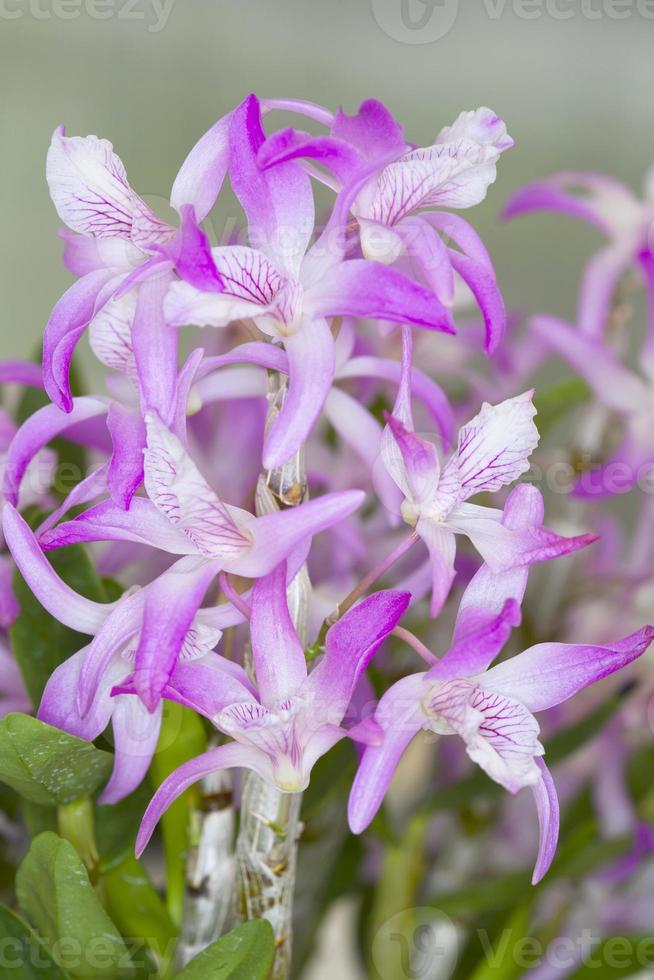 seção dendrobium novos híbridos de orquídeas. foto