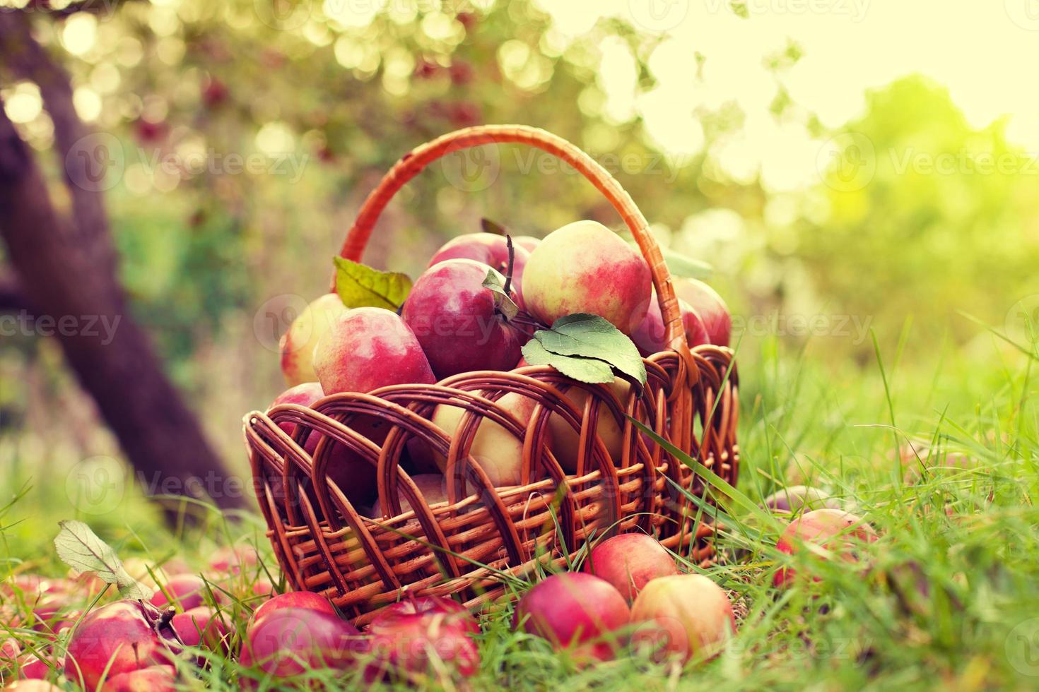 cesta com maçãs na grama no pomar foto