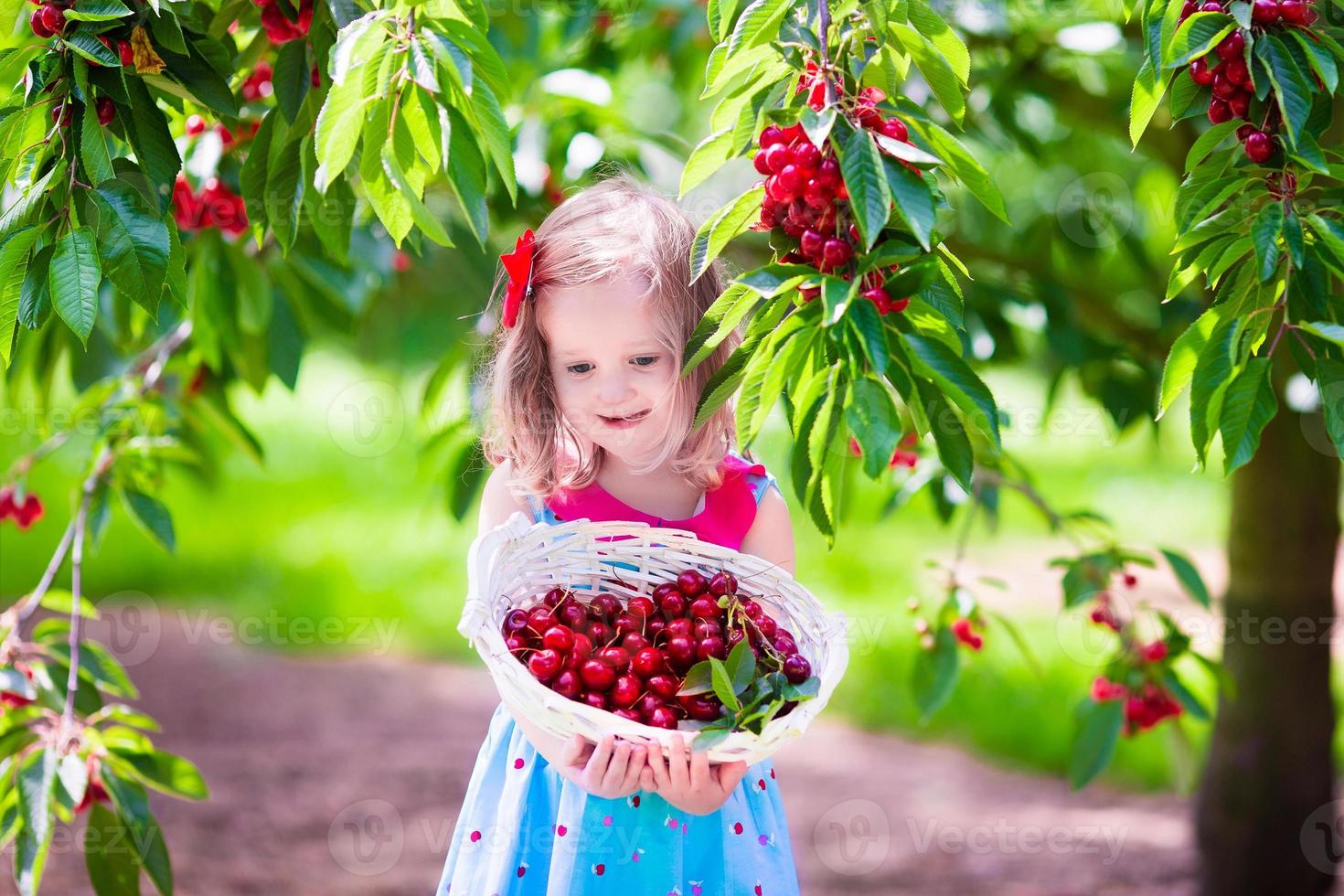 menina colhendo bagas frescas de cereja no jardim foto