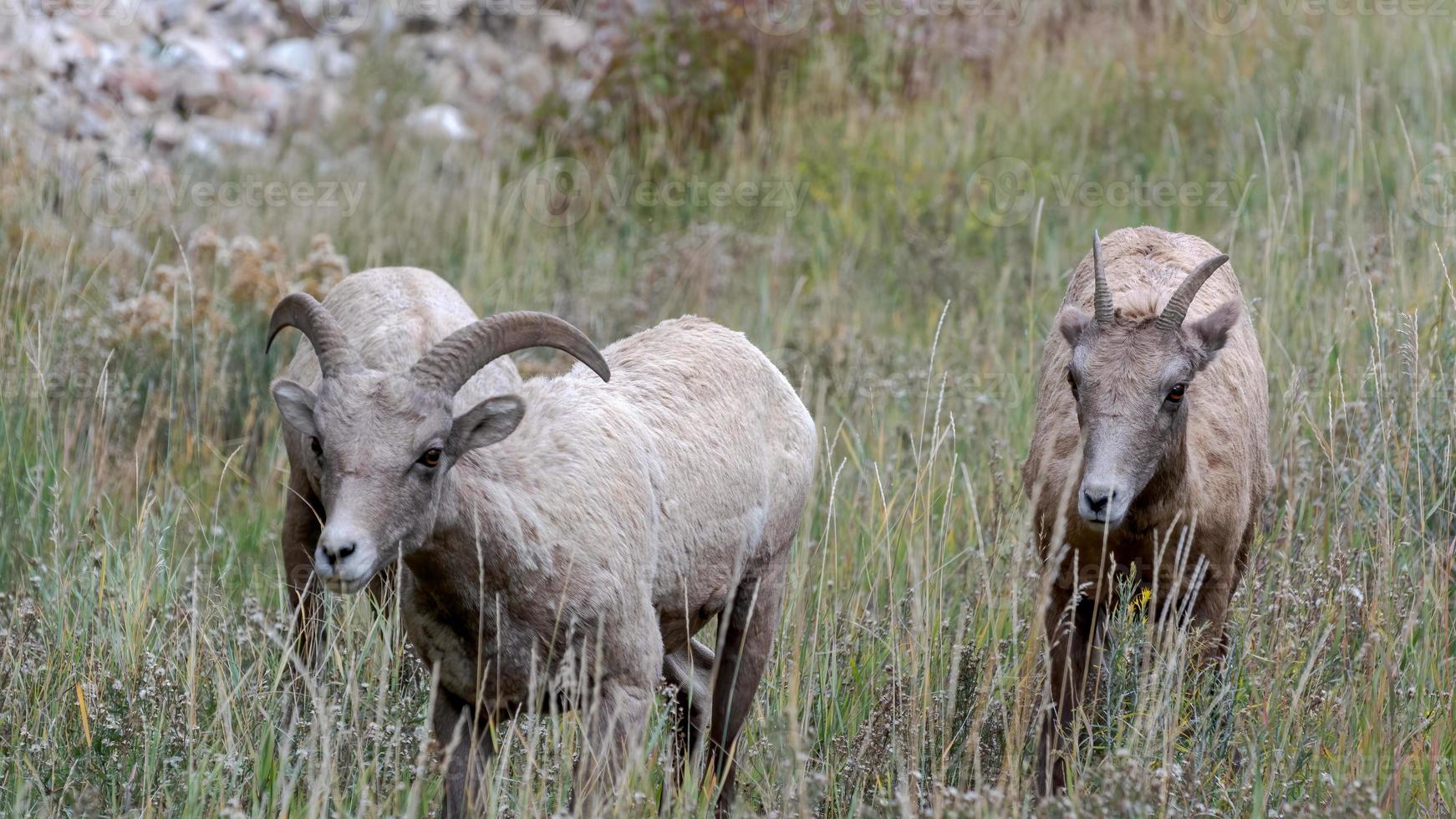 carneiro selvagem, ovis canadensis, em uma encosta em Wyoming foto