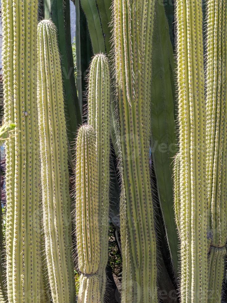 cactos crescendo em estepona espanha em um dia ensolarado de primavera foto