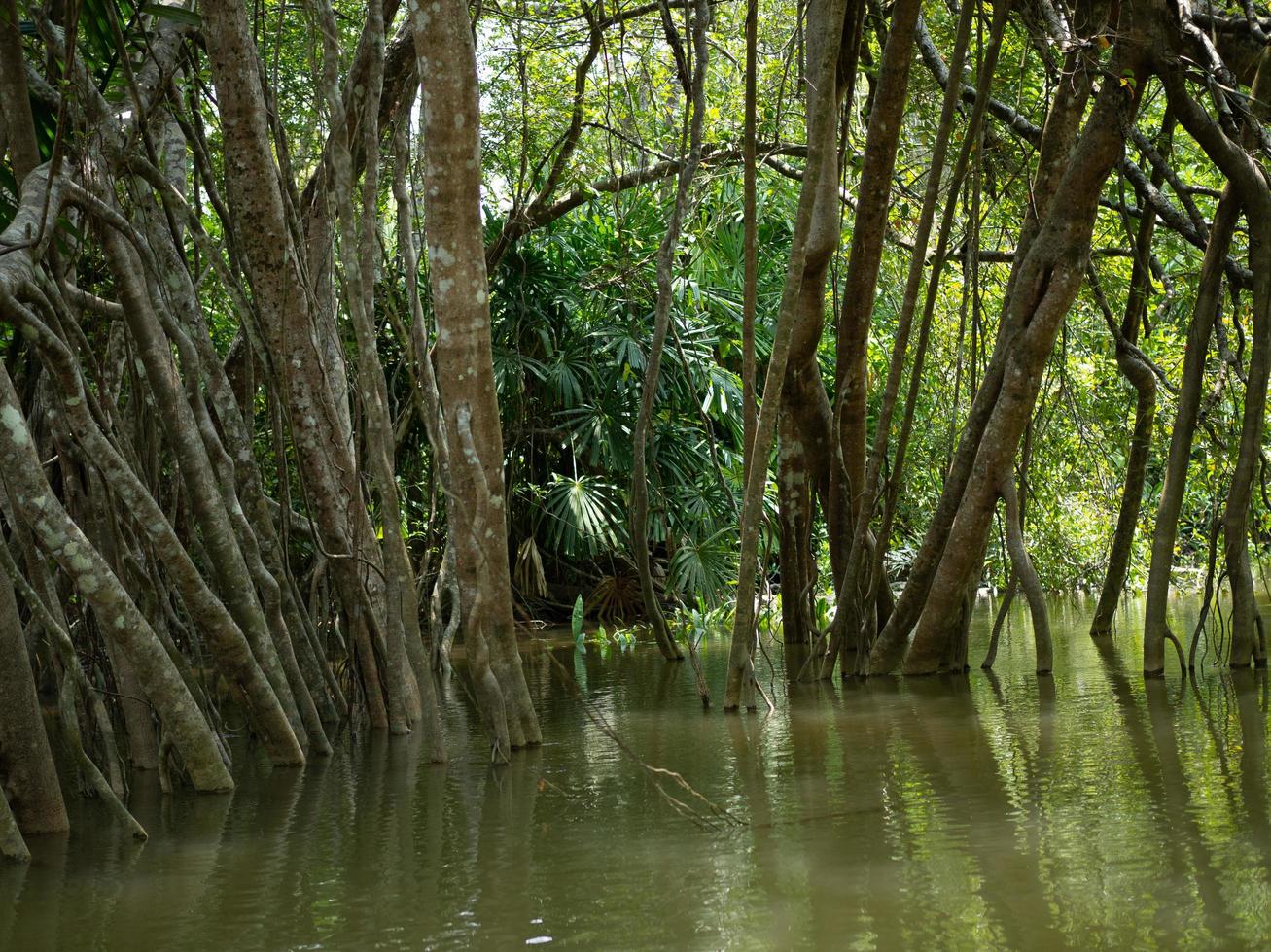 velhas raízes de figueiras na pequena amazônia ou khlong sang naen, phang nga, tailândia, um famoso destino turístico. foto