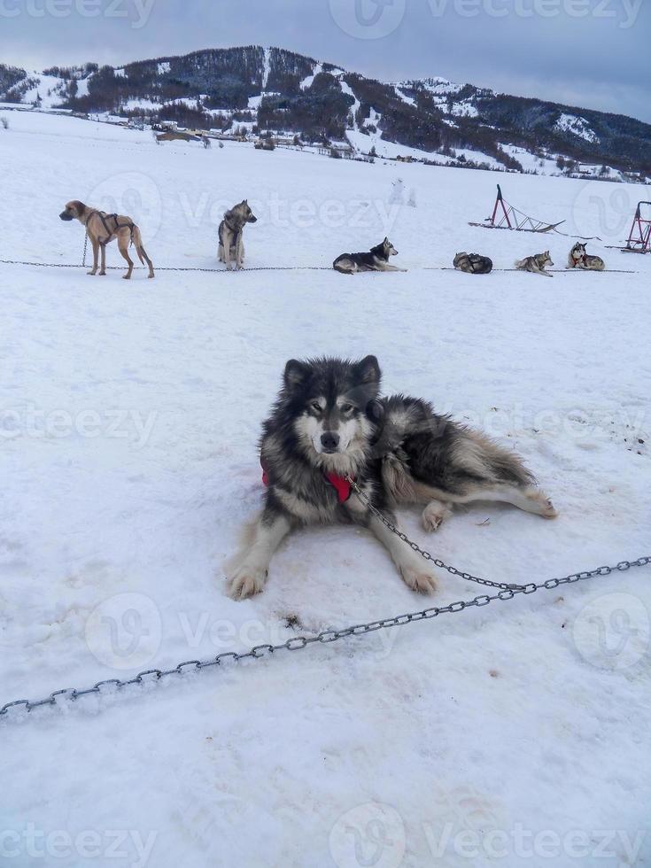 cães de trenó descansando na neve foto
