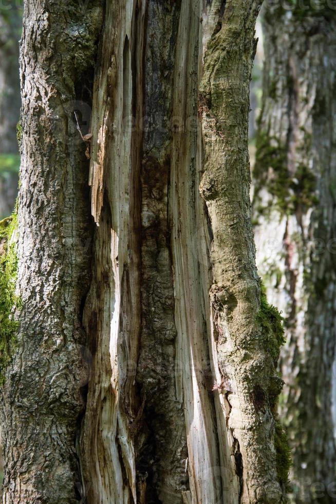 casca de árvore verde áspera rachada com musgo foto