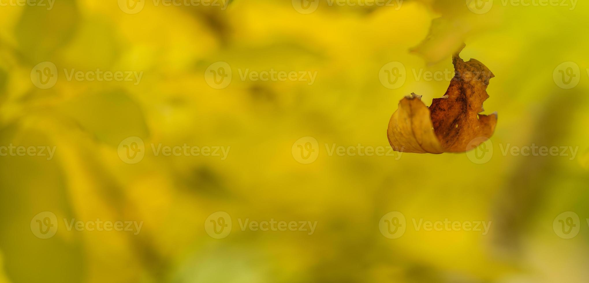 closup da folha de outono laranja marrom cair vista da natureza no fundo desfocado no jardim com espaço de cópia usando como conceito de página de capa de fundo. foto