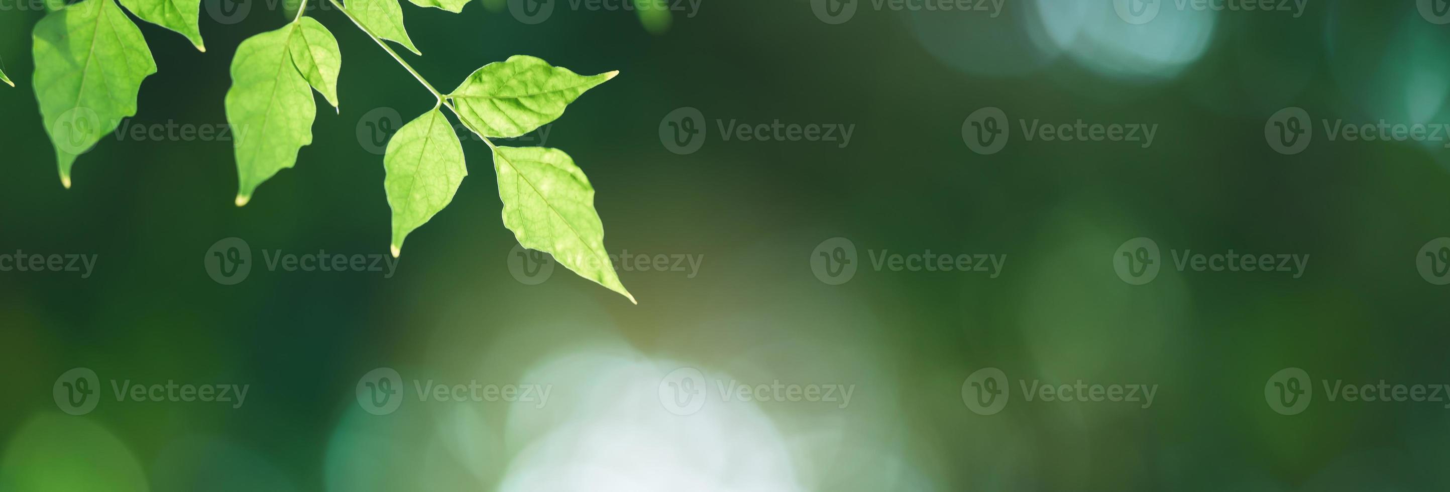 closeup da bela natureza ver folha verde sobre fundo desfocado de vegetação no jardim com espaço de cópia usando como conceito de página de capa de fundo. foto