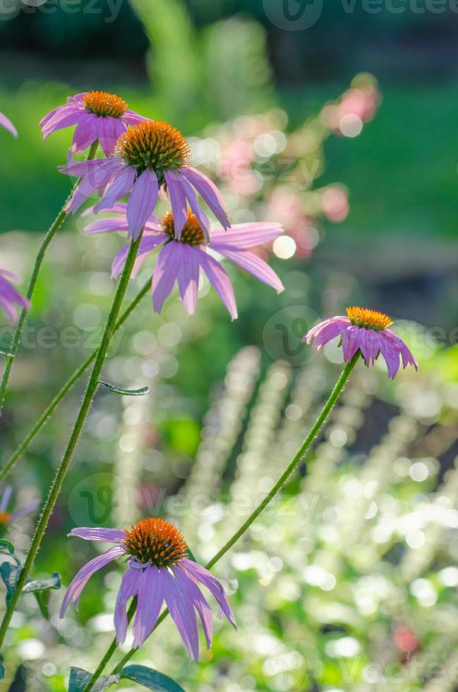 echinacea floresce no início da manhã com um fundo desfocado.. foto