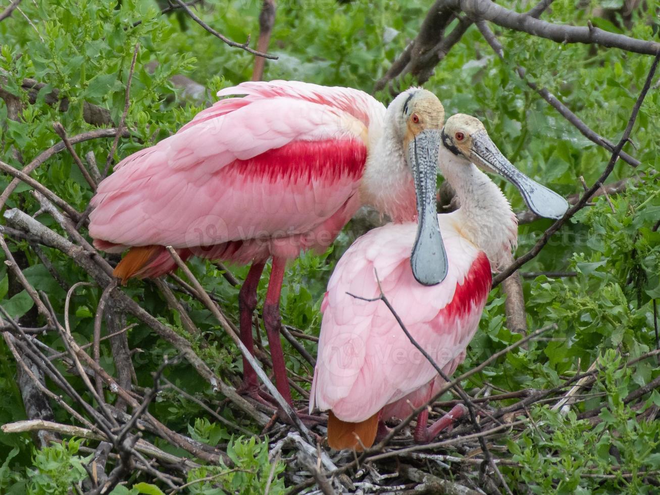 dois colhereiros rosados em seu ninho. foto
