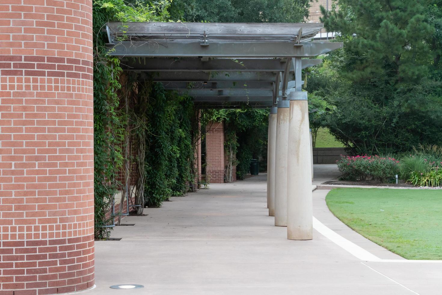 as florestas, texas, eua - 11 de julho de 2021. vinhas subindo uma pérgola no parque verde da cidade. foto