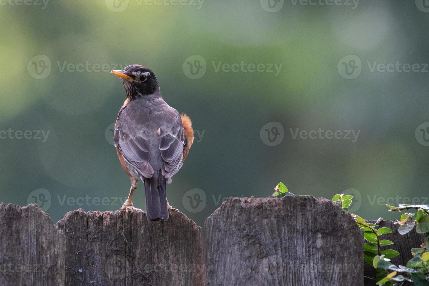 um tordo americano, turdus migratorius, empoleirado em uma cerca de madeira do jardim. foto