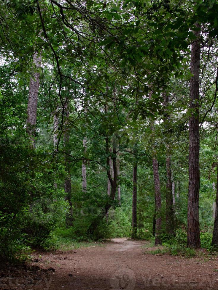 um passeio na floresta tranquila, o caminho desaparecendo na curva. foto