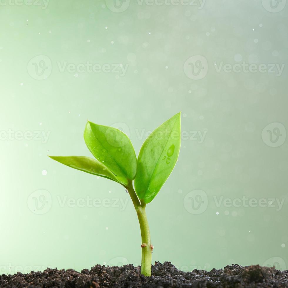 novo conceito de vida. um pequeno broto verde sobre um fundo verde claro. foto