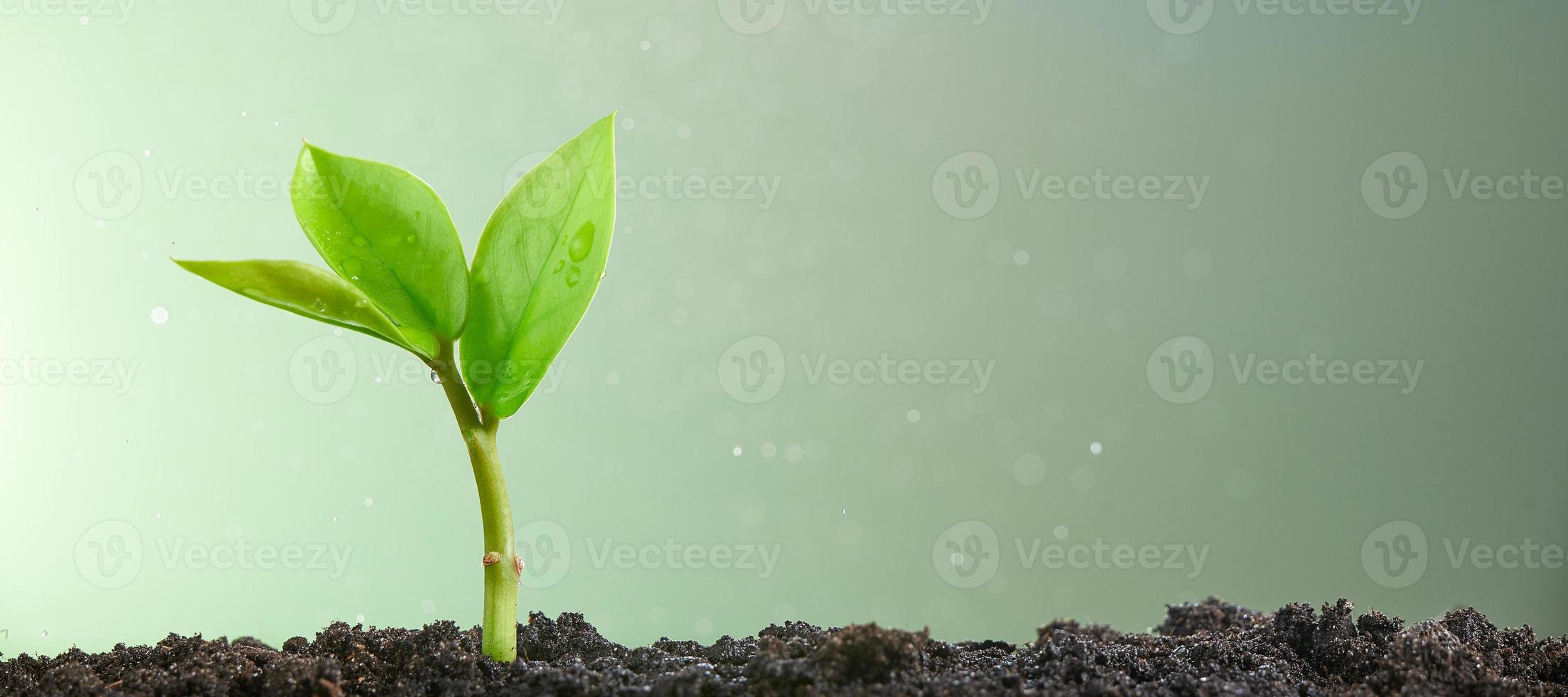 um pequeno broto verde sobre um fundo verde claro. foto com espaço de cópia.