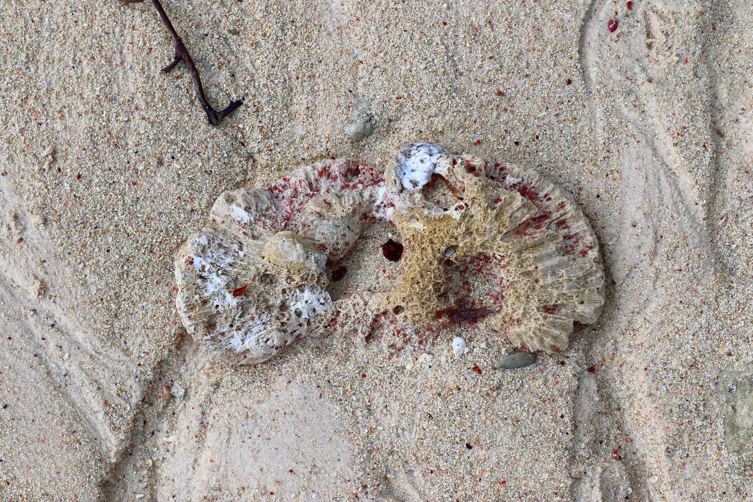 close-up de corais na praia na ilha paradisíaca seychelles foto