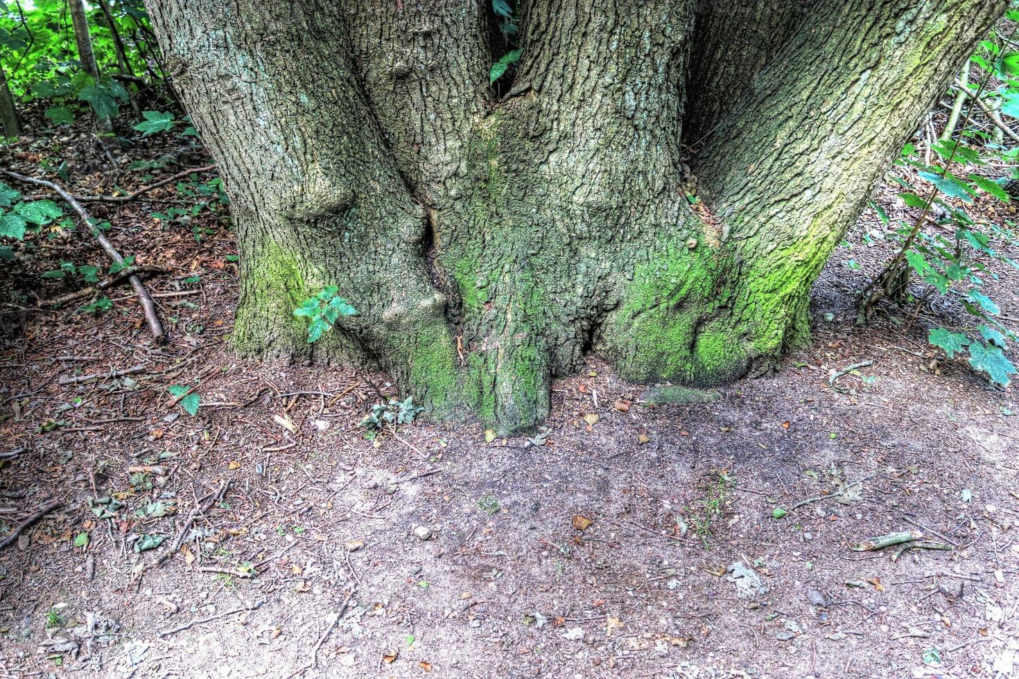 um tronco de árvore velho em um ambiente de paisagem de floresta europeia foto