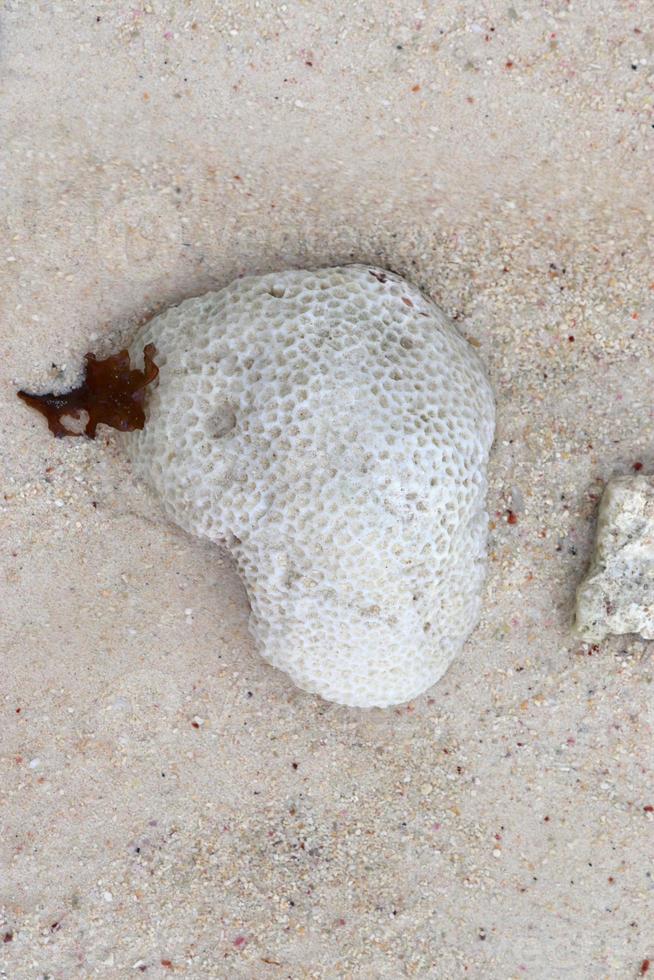 close-up de corais na praia na ilha paradisíaca seychelles foto