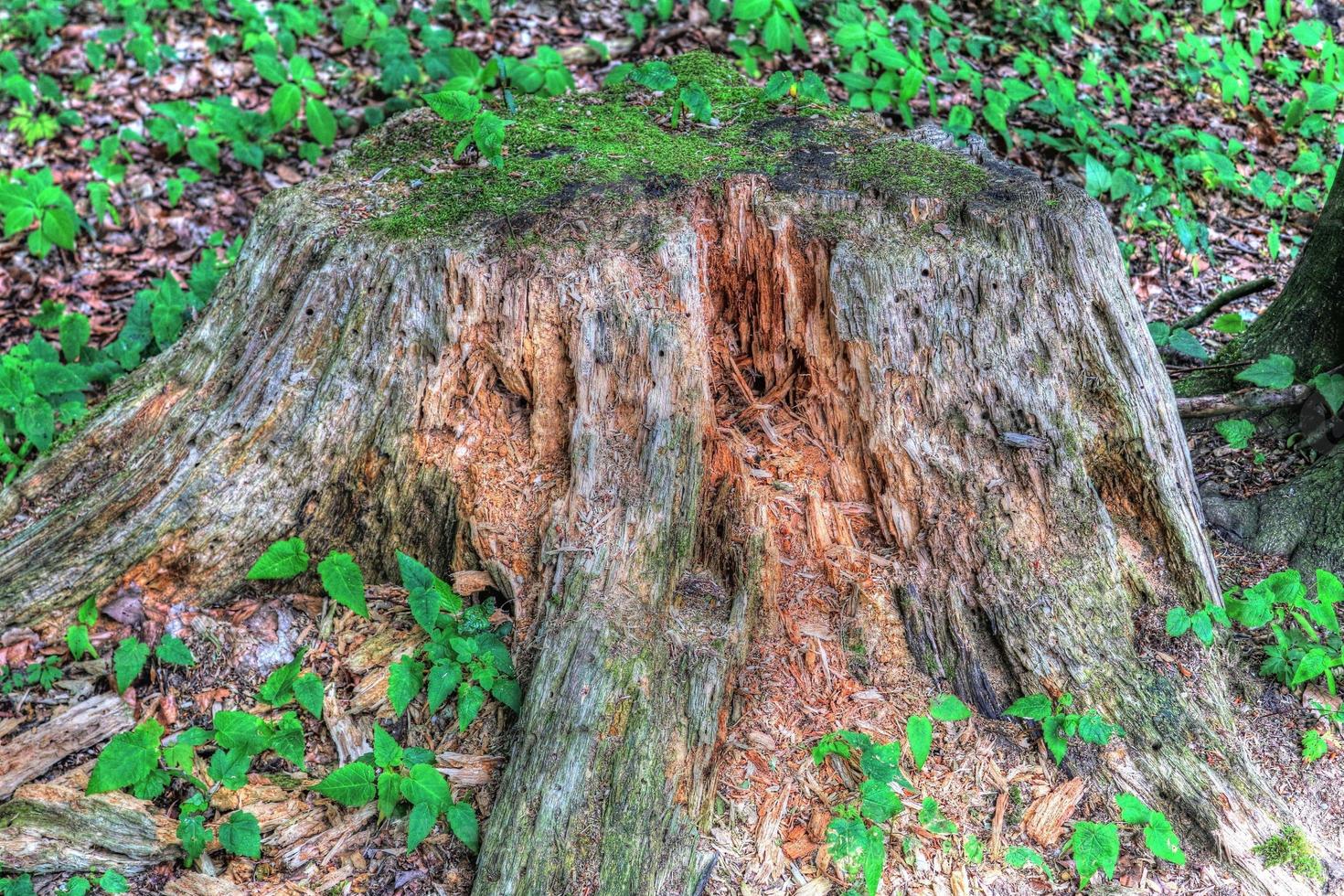 um tronco de árvore velho em um ambiente de paisagem de floresta europeia foto