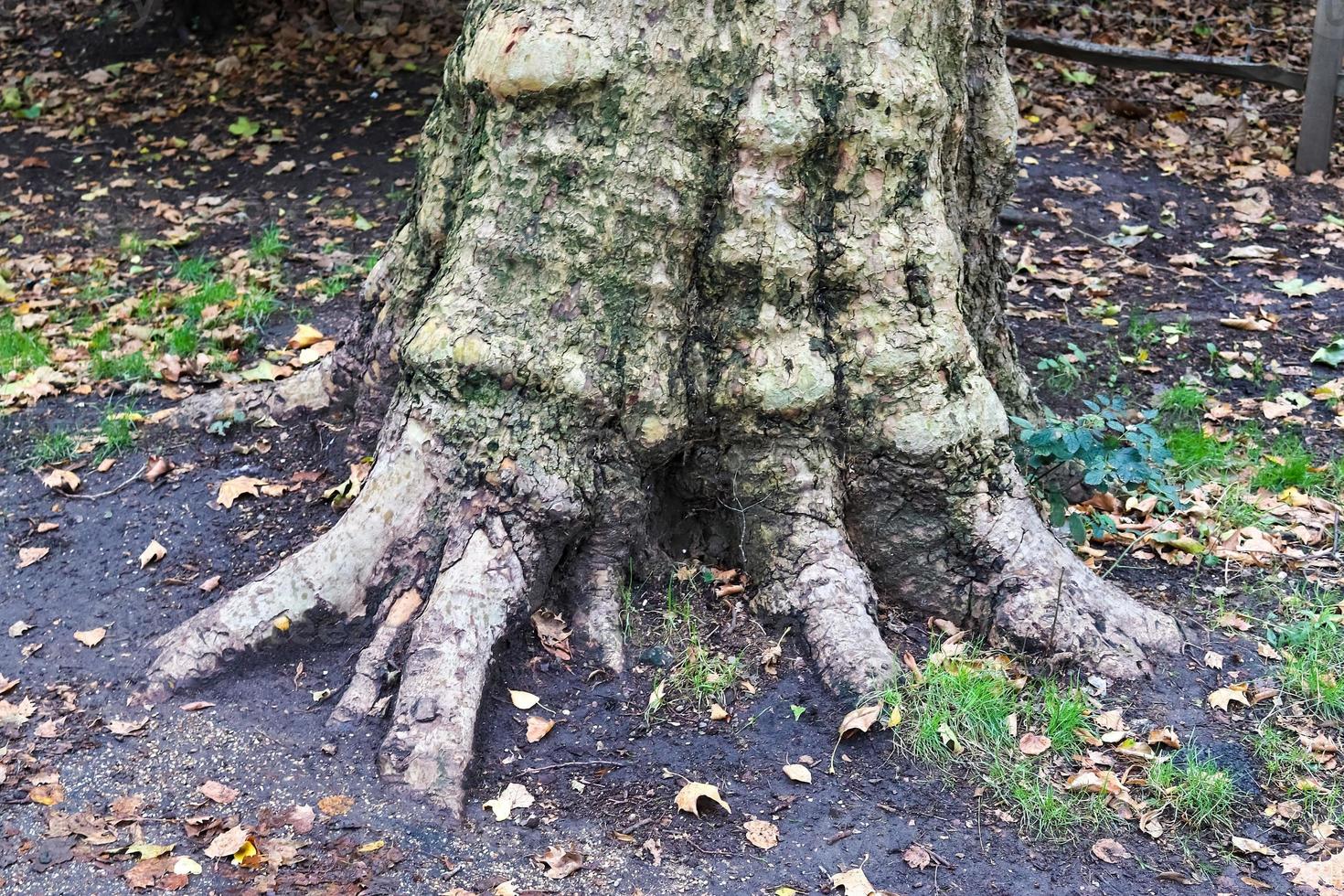 um tronco de árvore velho em um ambiente de paisagem de floresta europeia foto